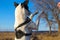 Basenji dog stood on two paws to pick up a stick, learning a complex team