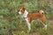 Basenji dog - troop leader