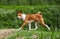 Basenji dog trotting in forest