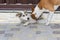 Basenji dog is trying to pull in its stray friend under garden gate for to have fun together