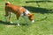Basenji dog walking on a fresh lawn being on a leash