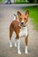 Basenji dog walking outside