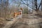 Basenji dog walking in the park