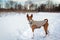 Basenji dog walking in winter forest