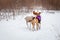 Basenji dog walking in winter forest