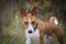 The Basenji dog walks in the park