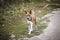 The Basenji dog walks in the park