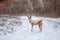 The Basenji dog walks in the park. Winter cold day