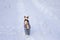 Basenji dog wearing coat walking lonely on a snow covered road