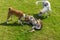 Basenji dog and white mixed breed bigger dog attacking black dog while playing on a fresh lawn