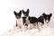 Basenji dogs puppy on grey background