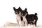 Basenji dogs puppy on a white background