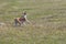 Basenji doing turn while galloping in spring fields