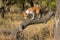 Basenji exploring nearest territory on a broken tree branch at sunny day