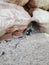 Basenji exploring sea caves