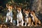 Basenji With Four Puppies Outside. Generative AI