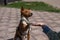 Basenji gives a paw to the mistress on a walk. African non-barking dog.