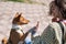 Basenji gives a paw to the mistress on a walk. African non-barking dog.