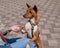 Basenji gives a paw to the mistress on a walk. African non-barking dog.