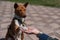 Basenji gives a paw to the mistress on a walk. African non-barking dog.