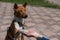 Basenji gives a paw to the mistress on a walk. African non-barking dog.