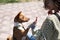 Basenji gives a paw to the mistress on a walk. African non-barking dog.