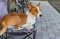 Basenji having rest on a back yard sitting in an old collapsible chair