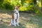 Basenji having rest at summer morning