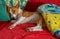 Basenji having siesta on favorite place in the bed