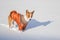 Basenji hesitating play when it see so much snow