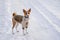 Basenji hesitating to play when it see so much snow