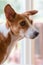 Basenji Hound dog