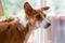 Basenji Hound dog