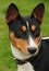 Basenji hunting dog