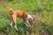 Basenji hunting for rodent