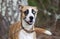 Basenji Husky mixed breed dog with one blue eye
