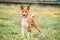 Basenji Kongo Terrier Dog. The Basenji Is A Breed Of Hunting Dog