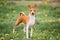 Basenji Kongo Terrier Dog. The Basenji Is A Breed Of Hunting Dog