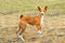 Basenji looks.