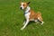 Basenji male dog looking closely while sitting on a  green lawn