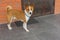 Basenji male dog standing on a  threshold
