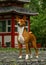 Basenji near Japans hous