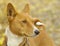 Basenji portrait