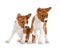 Basenji puppies