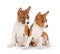 Basenji puppies