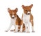 Basenji puppies