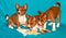 Basenji puppies, dog portrait