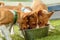 Basenji puppies eating together fresh food close up