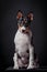 Basenji puppy, 3 month on a black background