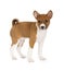 Basenji puppy